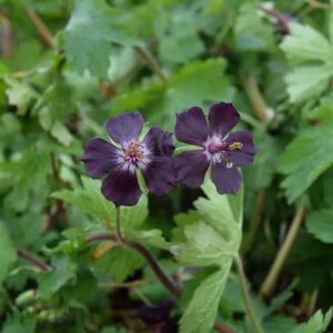 Geranium phaeum ---